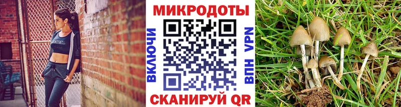 kraken ссылки  Кудрово  Псилоцибиновые грибы Cubensis  где купить  